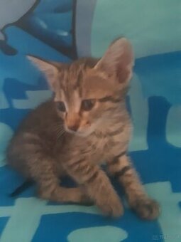 Babykatze