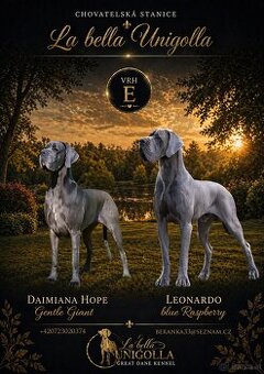 Deutche dogge blau FCI