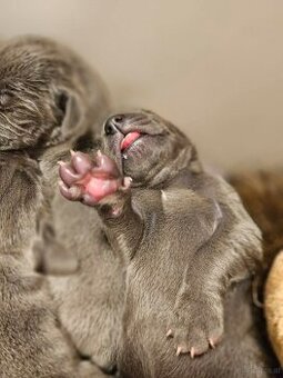 Deutche dogge blau FCI