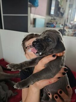 Deutche dogge blau FCI