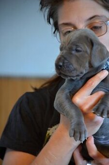 Deutche dogge blau FCI - 1