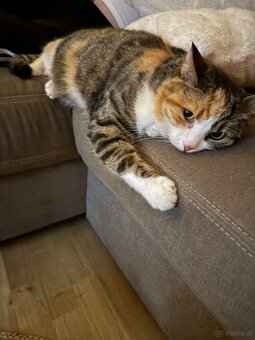 Katzen zu vergeben- nur mit Garten - 1