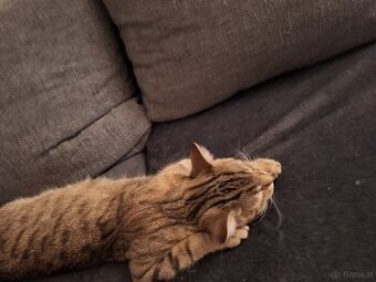 Eine Katze abzugeben