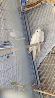 Wellensittich und Nymphensittich