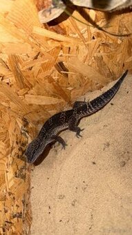 Leopardengecko Schwarz Dunkel