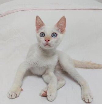 Kitten Mix - 1