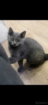 Bkh kitten - 1