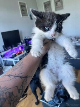 Bkh mix katzen