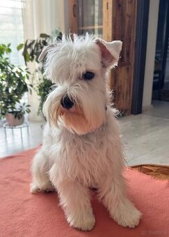 Schnauzer miniatúrne white - 1