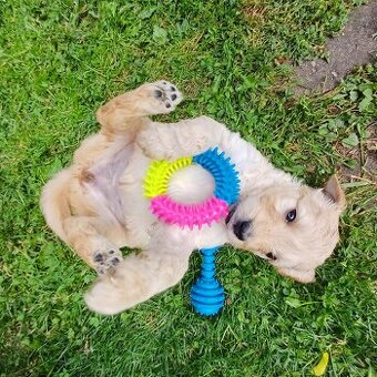 Goldendoodle