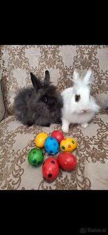 Löwenkopf Kaninchen U Angora Kaninchen
