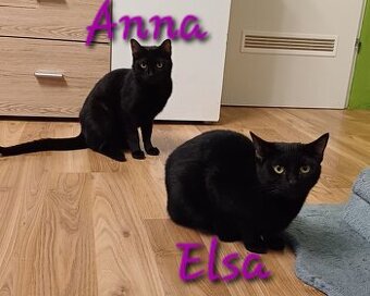 Geschwisterkatzen zu verkaufen