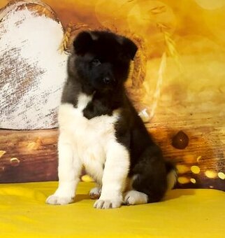 Amerikanischer Akita-Welpe mit Stammbaum