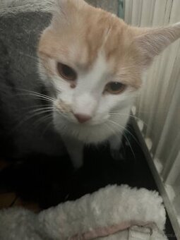 Kater und katze 1jahr