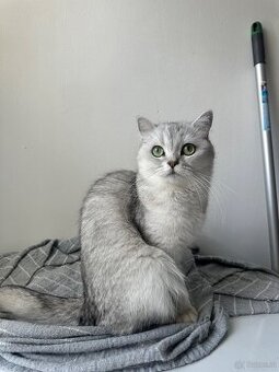 2 BKH Katzen