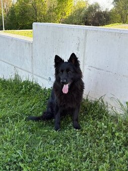 Alt Deutscher Schäferhund