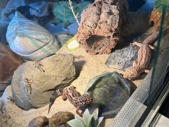 Leopardengecko Weiblich Giant und Normal