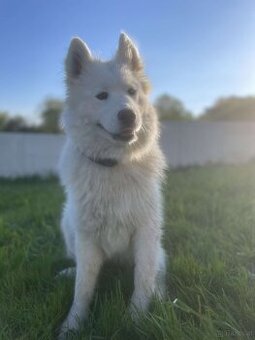 Samojede