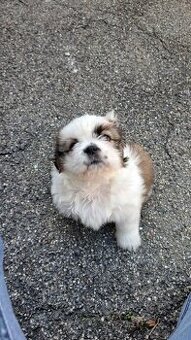 Shih tzu Mäderl
