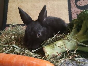 Zwergkaninchen Babys zu vergeben
