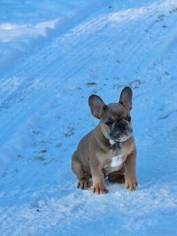 Französische Bulldogge mit Stammbaum