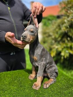 BLAUE DOBERMANN-WELPEN MIT FCI-PAPIEREN
