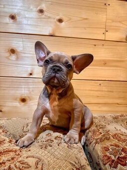 Französischen Bulldoggen