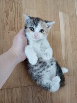 Babykatze