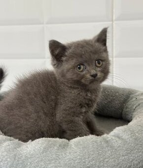 BKH/BLH kitten