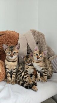 Bengal Katze