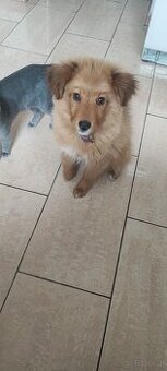 Junger Welpe sucht ein friedliches Zuhause