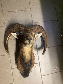 Muflon