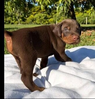 Dobermannwelpen suchen ein Zuhause.
