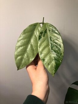 Hoya Coriacea Silver