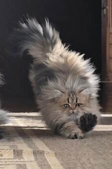 Reinrassige Perserkatzen