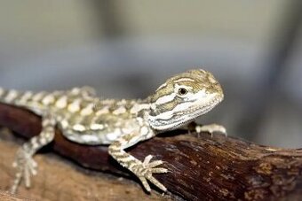 verkaufe bartagamen babys