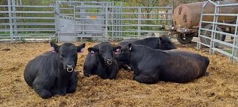 plemenný býk Aberdeen Angus