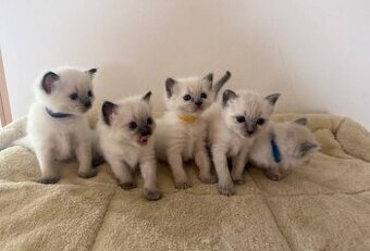 Ragdoll kitten