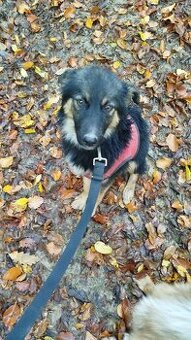 Für alle, die einem Hund ein liebevolles Zuhause schenken mö