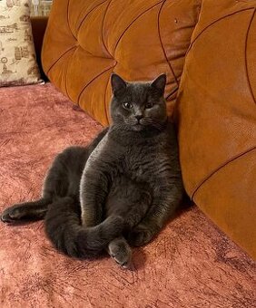 BKH Kater