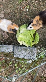 2 Meerschweinchen Männchen zu verschenken