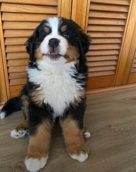 Berner Sennenhund Welpen suchen ein Zuhause.