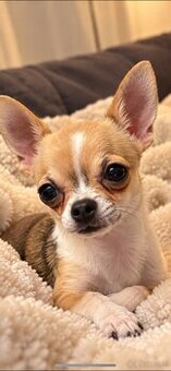 Chihuahua Mädchen MINI