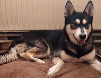 Husky