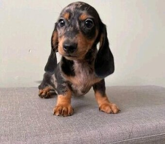 Dackelwelpen suchen ein Zuhause.