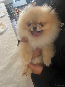 Pomeranian