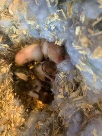 Hamster Baby - 1