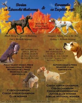 English pointer (Vorstehhund)