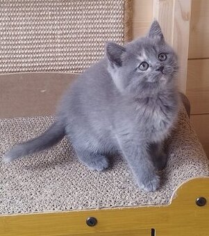 Britisch Kurzhaar Katzen