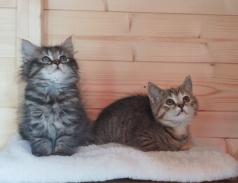 Britisch Kurzhaar Katzen